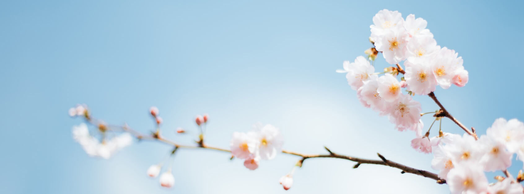一吃就胖小新红